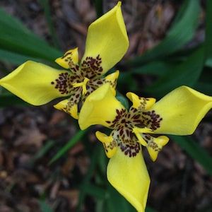 Walking Iris Yellow Live Plant Water Garden Bog Border Trimezia 16-18" Tall - 4 Inch Pot
