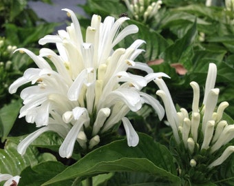 Justicia carnea alba WHITE Brazilian Plume Flower Jacobina Shade Garden Perennial