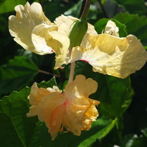 Lions Tail Apricot YELLOW Pom Pom Tropical Hibiscus Live Plant Rare Color Unusual Flower