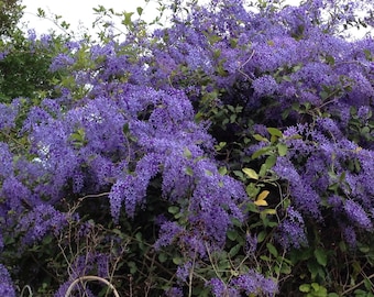 Petrea PURPLE Queens Wreath Sandpaper Bluebird Vine Tropical Florida Wisteria Flowering Live Plant