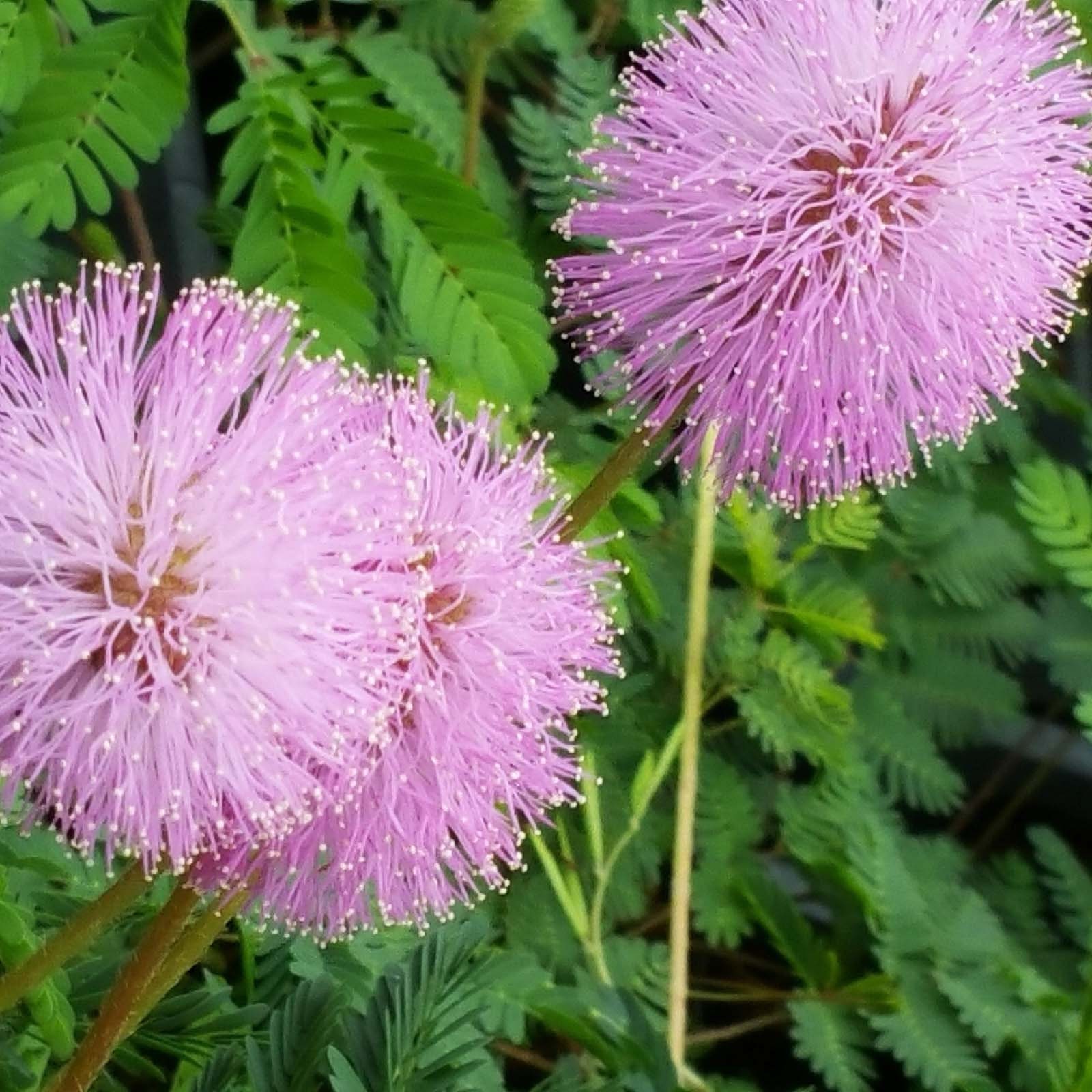 Sunshine Pink Mimosa Sensitive Live Plant Flowering Ground Etsy