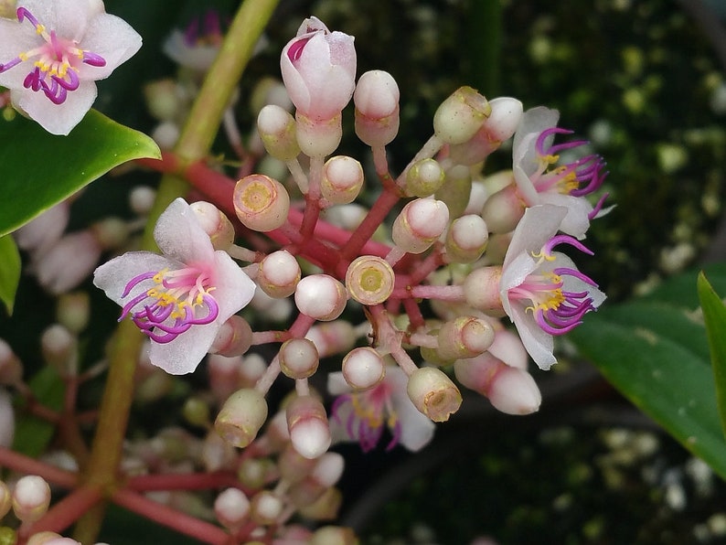 4 Inch Pot Plant Emerald tm MALAYSIAN GRAPE ORCHID Unusual Live Tropical Plant Pink Flower Purple Ornamental Inedible Berry Starter Size 1