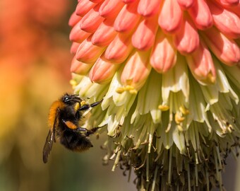 RED HOT Poker Live Butterfly Garden Plant Cold Hardy Unusual Orange Yellow Bloom