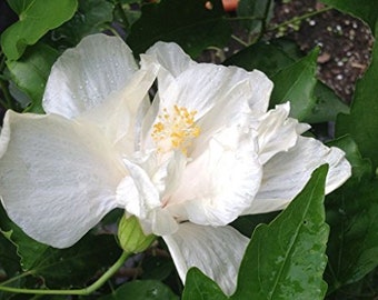 MARILYN Tropical Landscape Hibiscus Live Plant Rare Almost Pure White Loose Double Flower