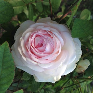 CLOTILDE SOUPERT Antique Own Root Heirloom Old Garden Rose Bush Live Plant Cream White Pink Highly Fragrant