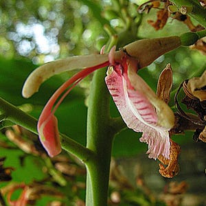 Spice Ginger Herb Live Rooted Plant Alpinia galanga  Actively Growing 4 Inch Pot