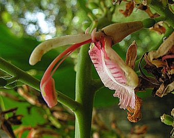 Spice Ginger Herb Live Rooted Plant Alpinia galanga  Actively Growing 4 Inch Pot