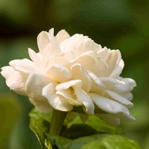 Little or Baby  Duke of Tuscany Arabian Sambac Tea Live Tropical Plant Highly Fragrant Double White Flowers Starter