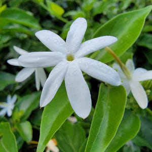 Jasmine Downy Semi Tropical Live Plant Jasminimum multiflorum Lightly Fragrant White Single Flower Starter Size 4 I