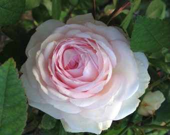 CLOTILDE SOUPERT Antique Own Root Heirloom Old Garden Rose Bush Live Plant Cream White Pink Highly Fragrant