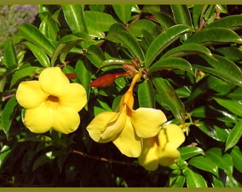 Dwarf Yellow Allamanda  Vine Live Plant Starter Size