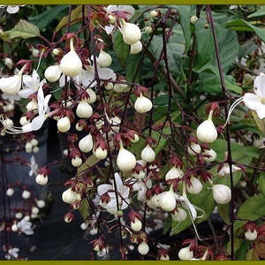 Clerodendrum Smithianum LIGHT BULBS Tropical Live Plant Chains of Glory Unusual White Flowers image 2