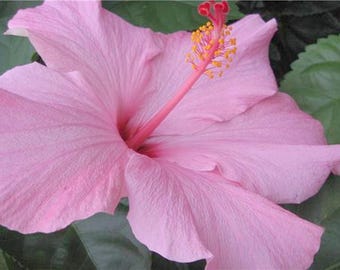 Seminole Pink Tropical Hibiscus Live Plant Bush Large Single Flower Landscape Type Starter Size 4 Inch Pot