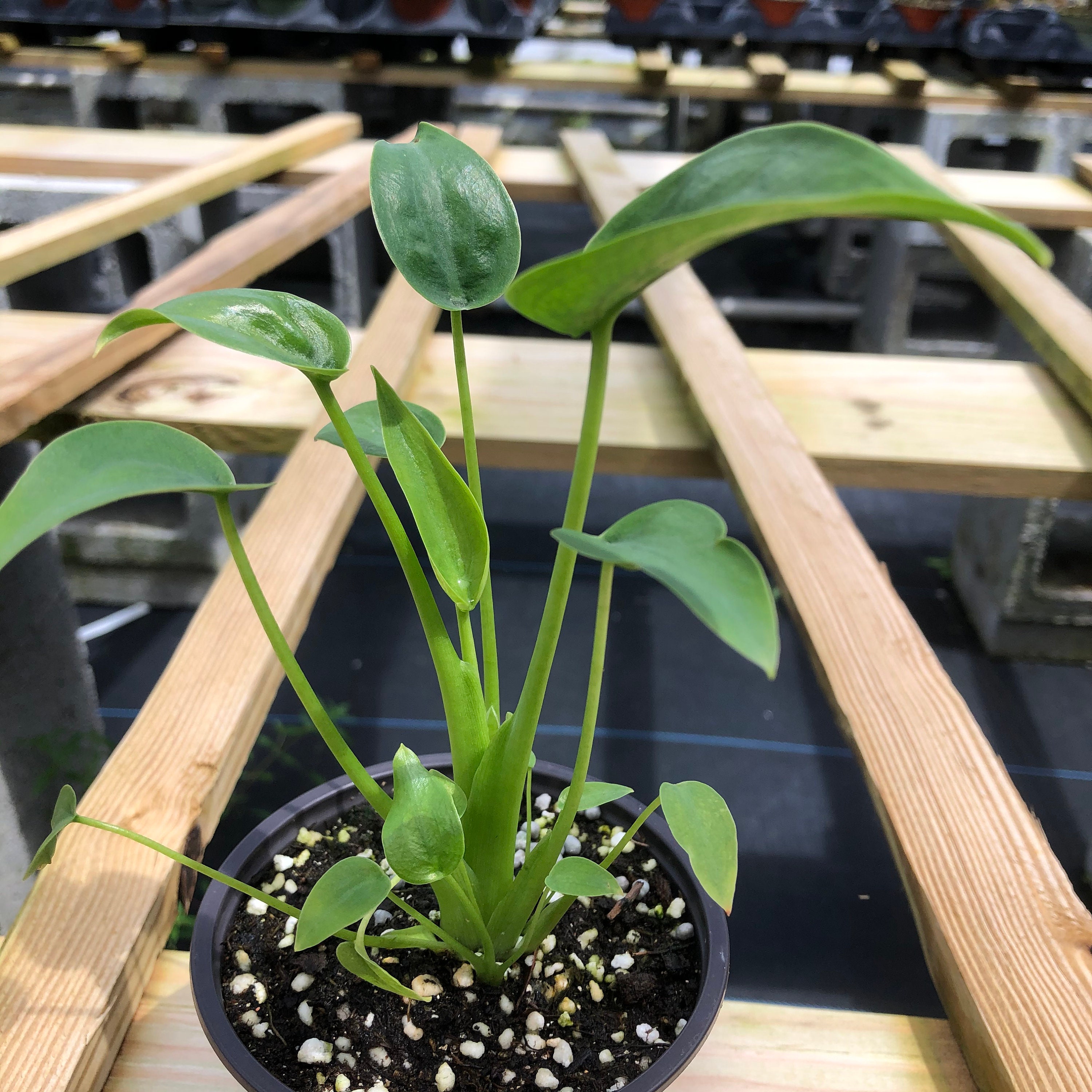 Details about   TINY DANCERS Alocasia Dwarf Aroid Rare Live Indoor Plant Unique Easy to Grow 