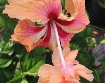 Lions Tail PEACH ORANGE Tropical Hibiscus Live Plant Rare Unusual Pom Pom Poodle Tail Flower