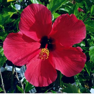 YODER PINK Tropical Hibiscus Plant Single Hot Pink Heirloom Favorite Starter Size