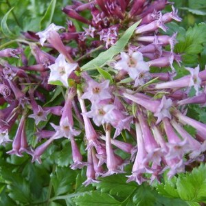 Jasmine PURPLE CESTRUM Day Blooming Live Tropical Flowering Plant Shrub Fragrant Lavender Mauve Bloom