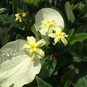 MUSSAENDA Glabra White Winged Unusual Yellow Flowering Perennial Shrub Live Plan