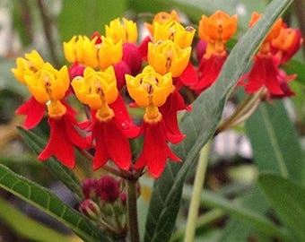 MILKWEED RED Tropical Perennial Live Plant Butterfly Garden Attracts Butterflies