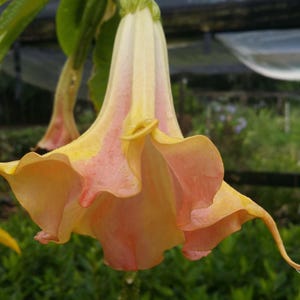 Brugmansia MANGO CRUSH Angels Trumpet Live Tropical Plant Single Dark Orange Bloom Starter Size