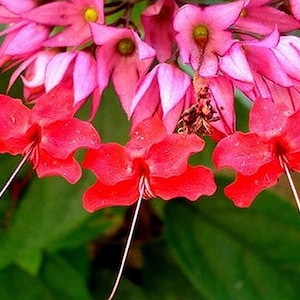Bleeding Heart Vine RED Live Plant Clerodendrum speciousos Favorite Heirloom Shade Garden