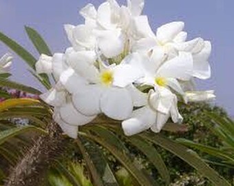 MADAGASCAR PALM Tropical Succulent Bonsai Plant Unusual Thorny Trunk White Bloom