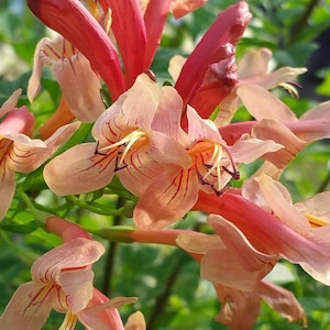 Cape Honeysuckle MANGO Plant Peach Apricot Flower Tacoma capensis Rare Color Attract Hummingbird