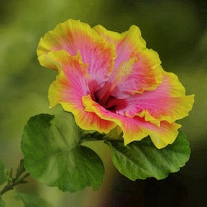 Fancy Hybrid Hibiscus - Live Plant - Bon Temp - Hot Pink, Yellow Bloom - 6 -8" Tall - 4 Inch Pot