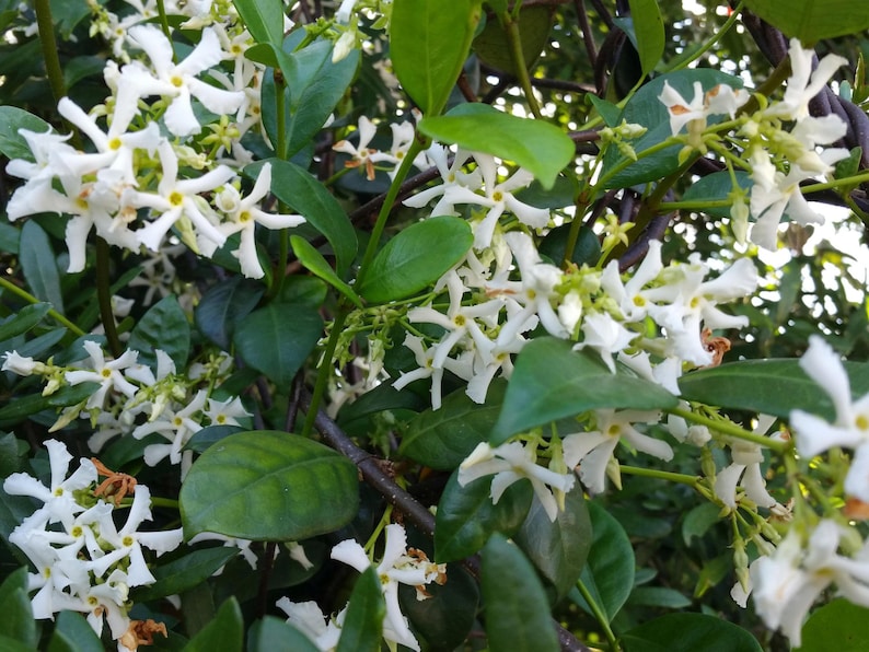 Jasmine WHITE SOUTHERN Vine Live Plant Fragrant Flowers