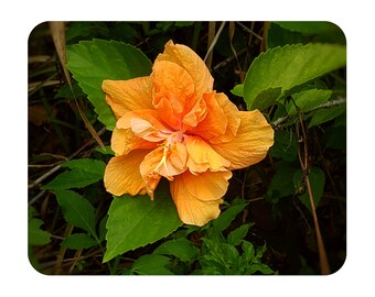 JANE COWL Orange Peach Tropical Hibiscus Live Plant Double Flower Landscape Type