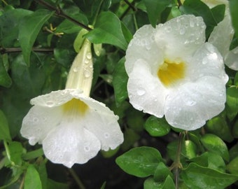 Thunbergia erecta WHITE KINGS MANTLE Live Tropical Plant Rare White Flower Cultivar Starter Size 4 Inch Pot Emerald R