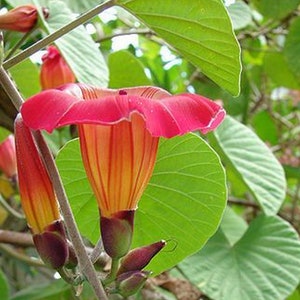 HAWAIIAN BELL Sunset Vine Live Tropical Plant Large Pink Yellow Flower Fast Grower Starter Size
