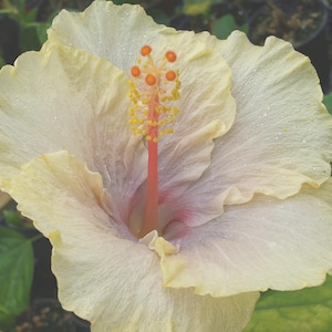 Hibiscus FAIRY MUSIC Exotic Fancy Tropical Plant Single Pale Yellow Lavender Flower afbeelding 1