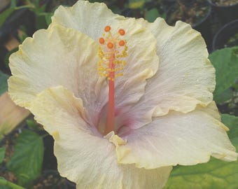 Hibiscus FAIRY MUSIC Exotic Fancy Tropical Plant Single Pale Yellow Lavender Flower
