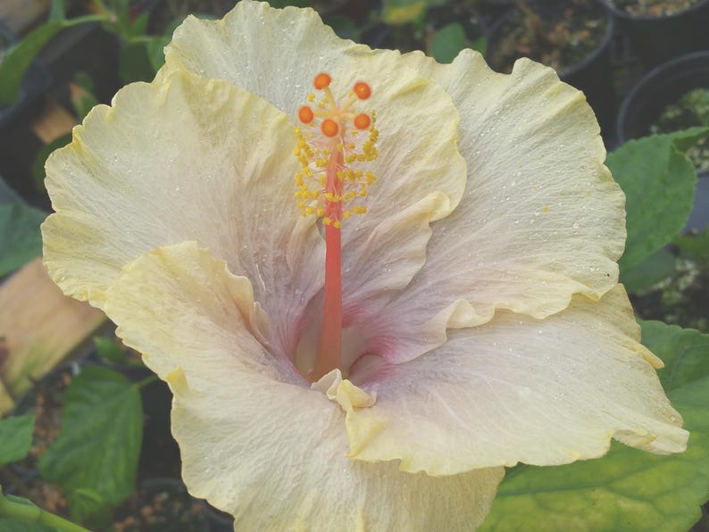 Hibiscus FAIRY MUSIC Exotic Fancy Tropical Plant Single Pale Yellow Lavender Flower afbeelding 1