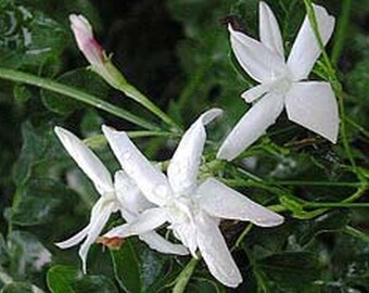 Jasmine OFFICINALE Vine Live Plant Spanish Poet French Fragrant White Spring Flower