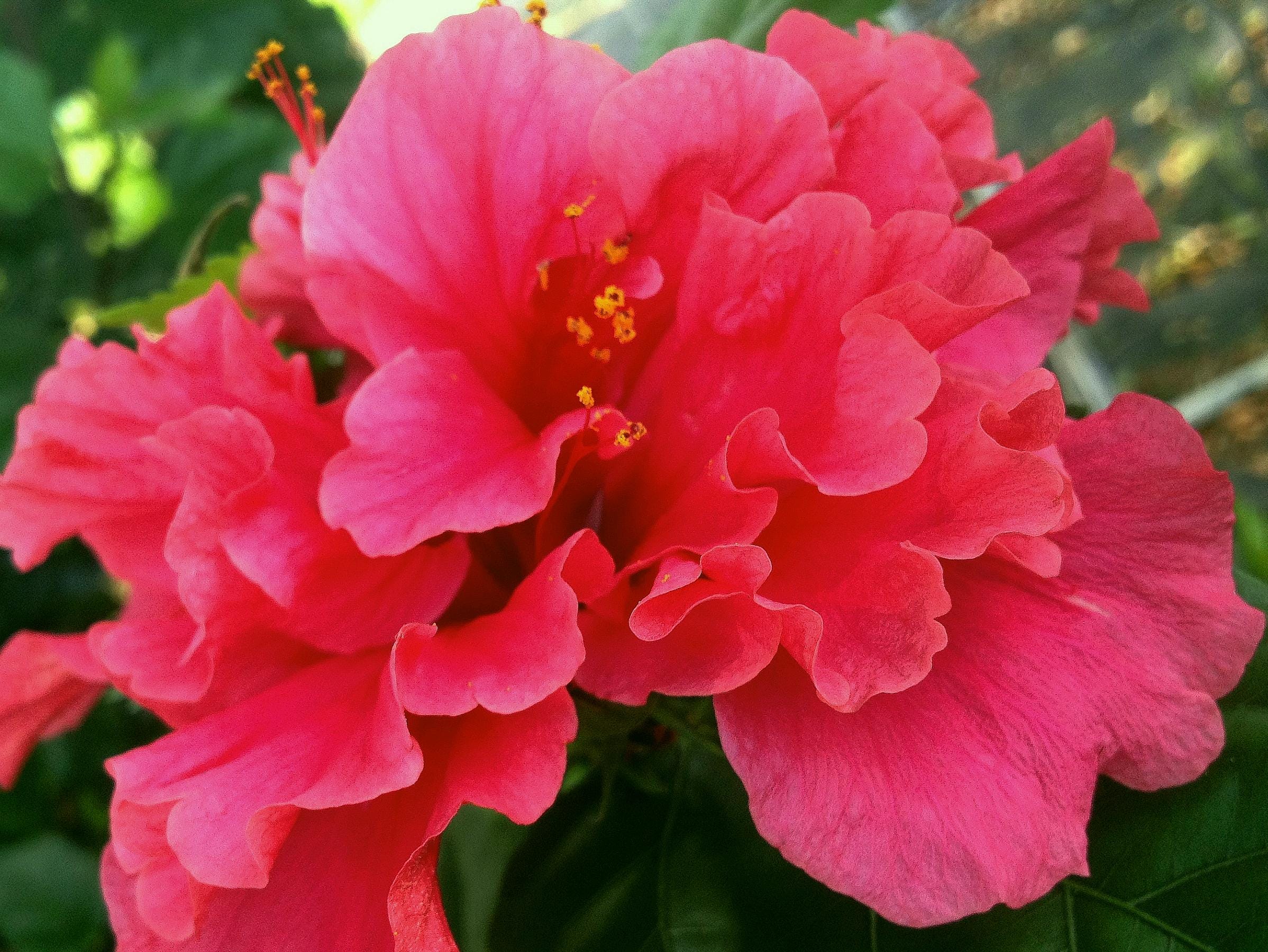 PRIDE of HANKINS Bush Hibiscus Tropical Plant Triple Hot Fuchsia