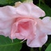 see more listings in the Tropicals section