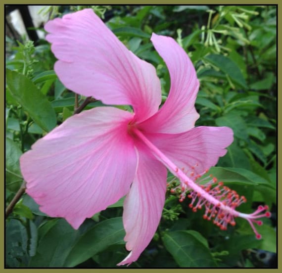 PINK DAINTY LAFRANCE Tropical Heirloom Hibiscus Tree Plant Collectors Favorite