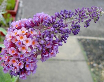 Bi-Color Flower Power, Butterfly Bush Summer Lilac Buddleia Plant, Non-Invasive Hybrid -8-10" Tall
