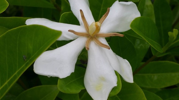 Gardenia TAHITIAN vietnamita planta viva Tiare Flor fragante - Etsy España Gardenia TAHITIAN vietnamita planta viva Tiare Flor fragante - Etsy España
