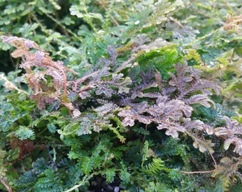 Fern PEACOCK Rainbow Spikemoss Plant Selaginella Unusual Iridescent Foliage Houseplant or Outdoor