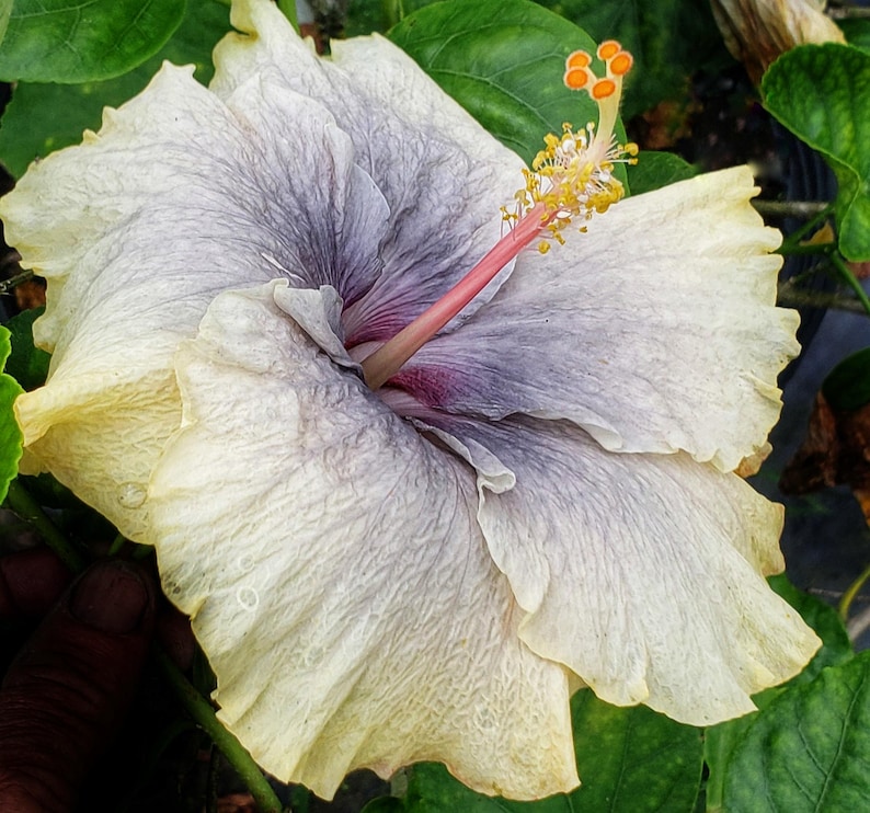Hibiscus FAIRY MUSIC Exotic Fancy Tropical Plant Single Pale Yellow Lavender Flower afbeelding 5