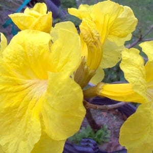 Golden Trumpet Tabebuia Live Tropical Tree, Yellow Spring Bloom, 8-10" Tall - 4" Pot