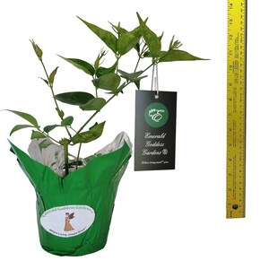 Jasmine STAR Semi-Tropical Flowering Shrub Live Plant Nitidum Shining Windmill White Fragrant Bloom Starter Size image 3