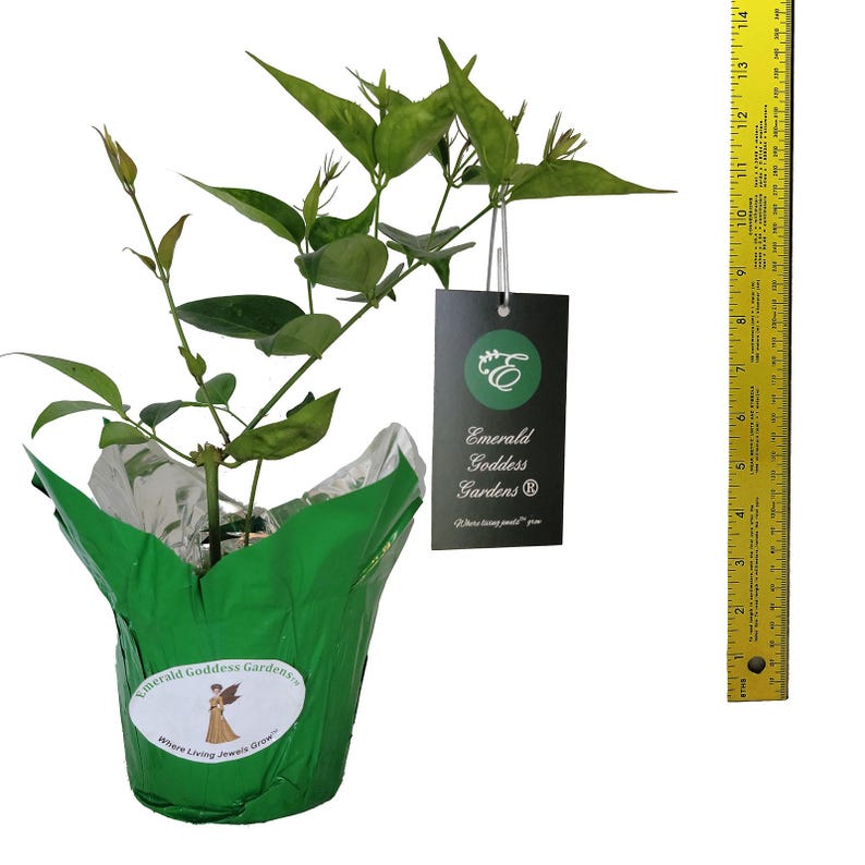 Jasmine STAR Semi-Tropical Flowering Shrub Live Plant Nitidum Shining Windmill White Fragrant Bloom Starter Size image 3