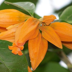 JUANULLOA Gold Finger Bush Vine Live Plant Rare Tropical Orange Flowers Attract Hummingbirds