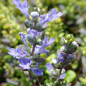 AJUGA CHOCOLATE CHIP Bugleweed Valfreda Shade Garden Ground Cover Live Plant Blue Flowers Bronze Leaves image 1