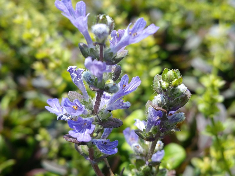 AJUGA CHOCOLATE CHIP Bugleweed Valfreda Shade Garden Ground Cover Live Plant Blue Flowers Bronze Leaves image 1