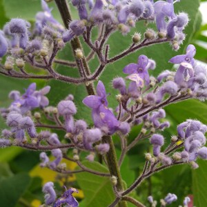 Cornutia Grandiflora Tropical Jamaican Lilac Live Plant Bush Showy Purple Lavender Bloom Fragrant Leaves 4 Inch Starter Size Pot imagen 2